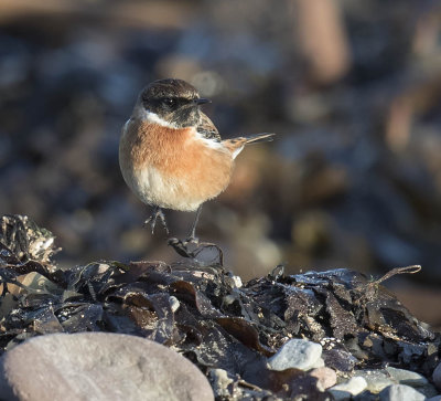 Stonechat 