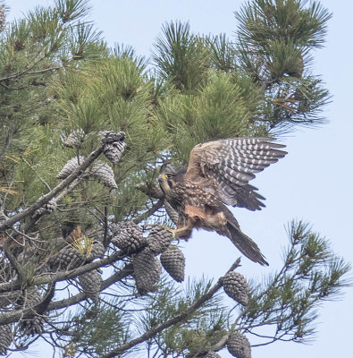 Forest Falcon 
