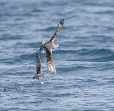 Cook's Petrel 