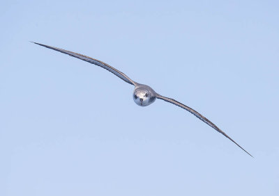 Cook's Petrel 