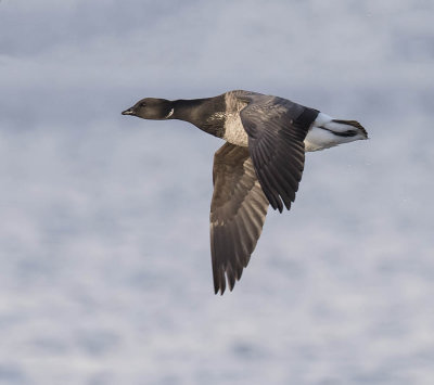 Pale-bellied Brent 