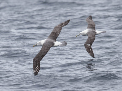 White-capped Albatross 