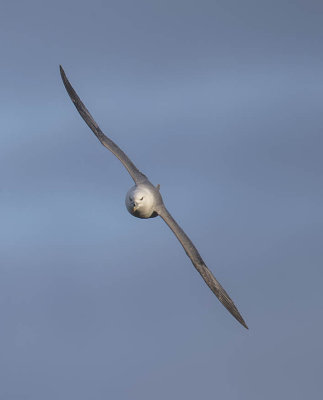 Fulmar 