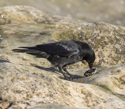 Carrion Crow 