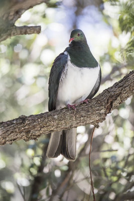 New Zealand Pigeon