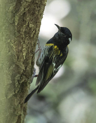 Stitchbird