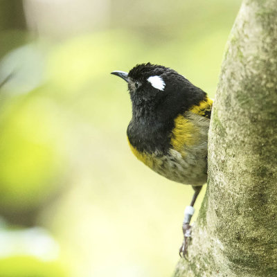 Stitchbird
