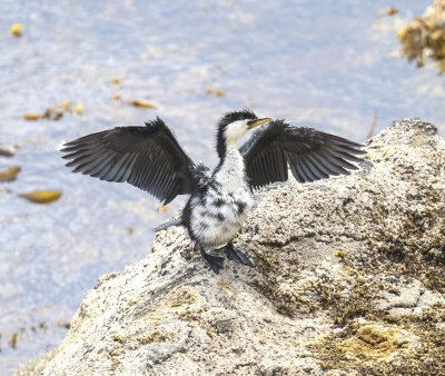 Little Pied Shag 