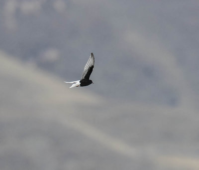White-winged Black Tern