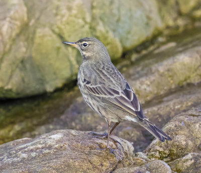 Rock Pipit