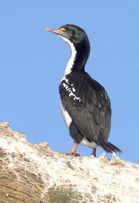 King Shag 