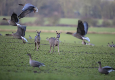 Roe deer 