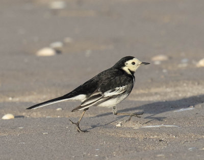 Pied Wagtail (male)