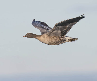 Pink-footed Goose 