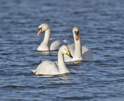 Mute Swans and Whooper