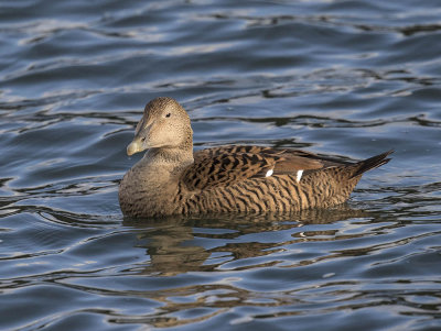 Eider