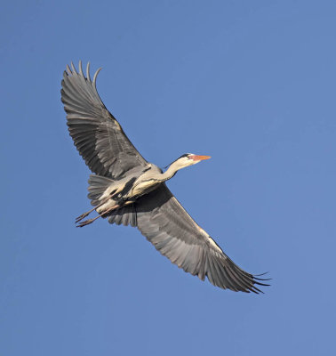 Grey Heron 