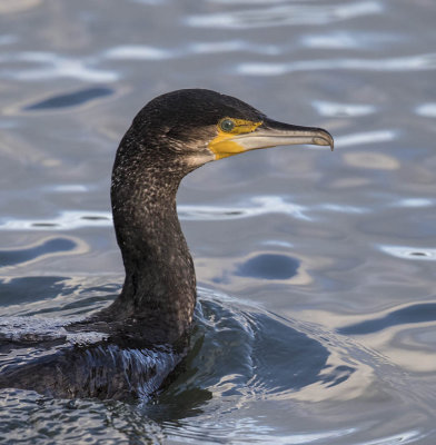 Cormorant 