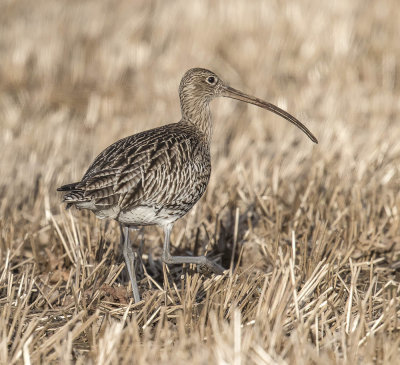 Curlew 