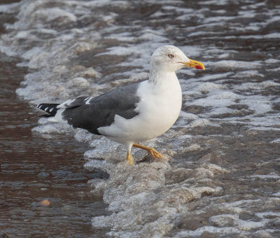 Lesser Black-backed Gull