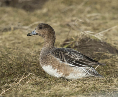 Wigeon (female)