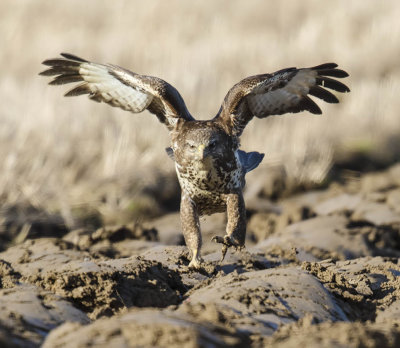 Buzzard 