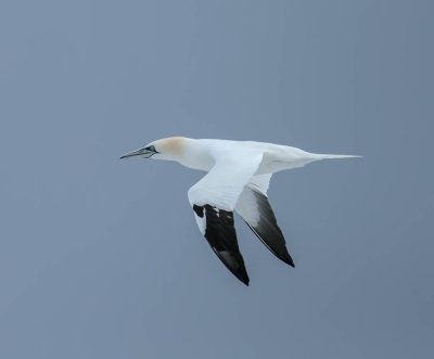 Gannet