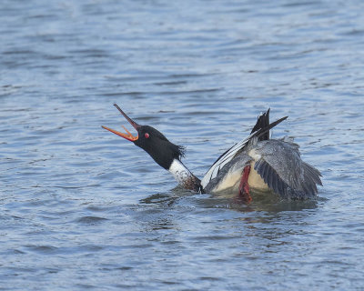 Red-breasted Merganser 