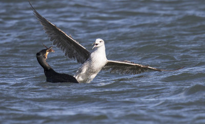 Cormorant and Herring Gull