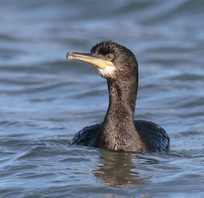 Shag 