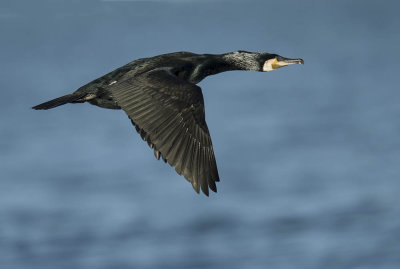 Cormorant 