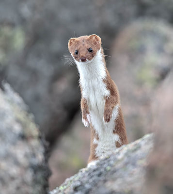 Weasel 