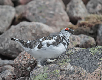 Ptarmigan (male)