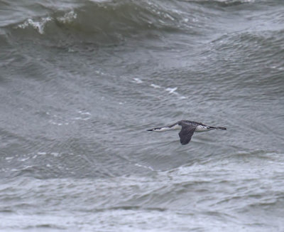 Red-throated Diver