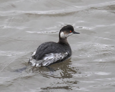 Black-necked Grebe