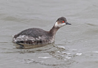 Black-necked Grebe