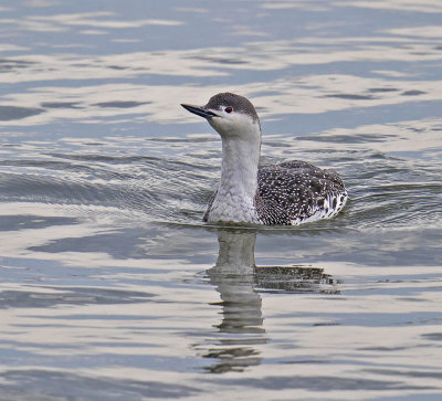 Red-throated Diver 