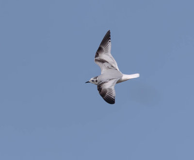 Little Gull