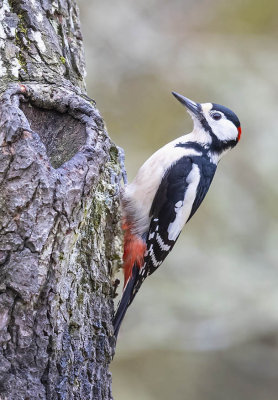 Great-spotted Woodpecker (male)