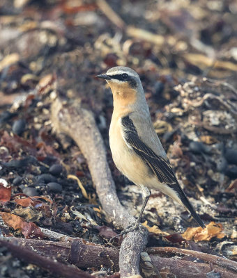 Wheatear 