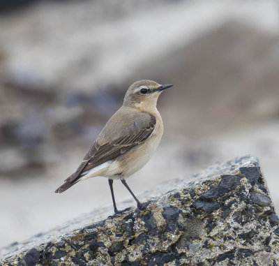 Wheatear 