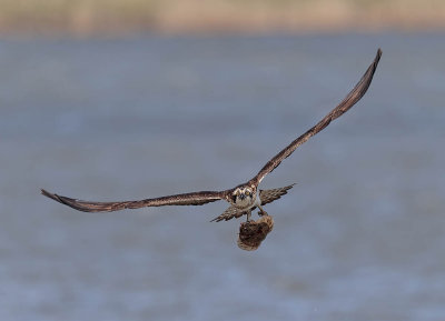 Osprey 