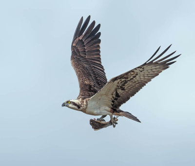 Osprey