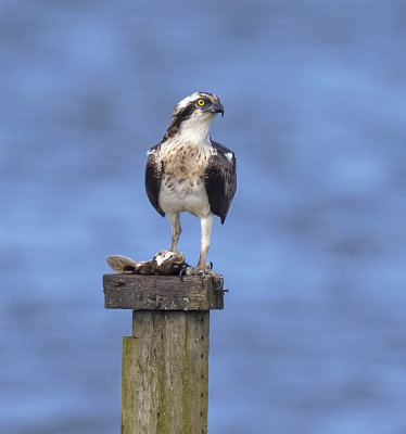 Osprey 
