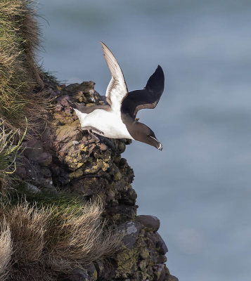 Razorbill