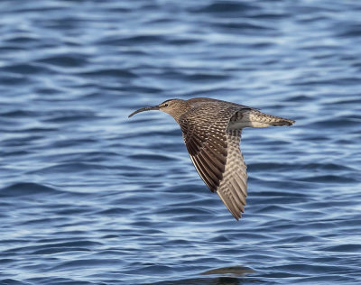 Whimbrel 