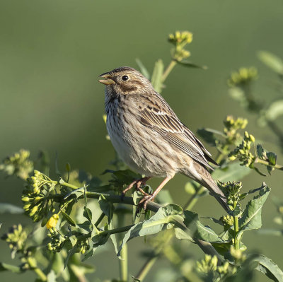 Corn Bunting 