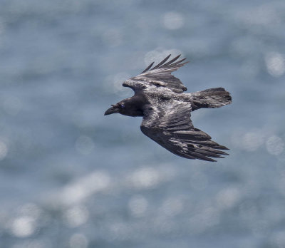 Raven 