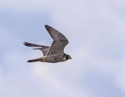 Peregrine (1st w)