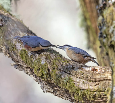 Nuthatch 